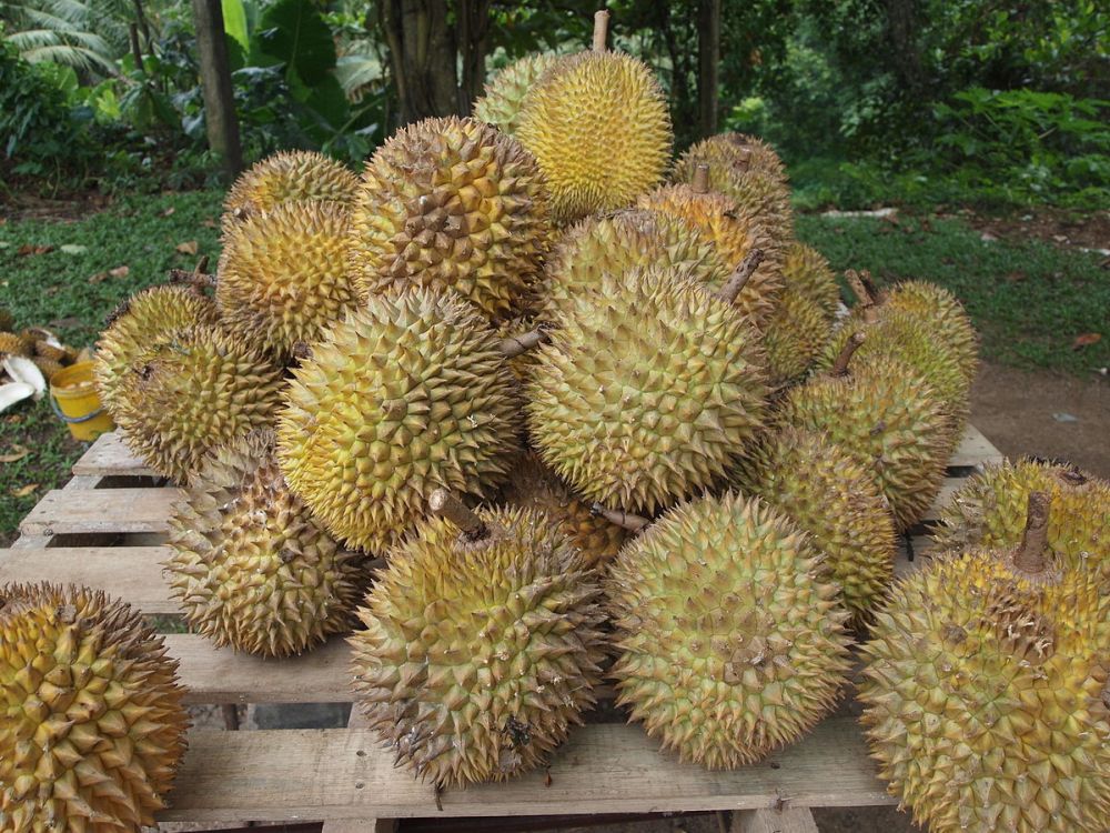 Encyclopedie Wat Is Durian