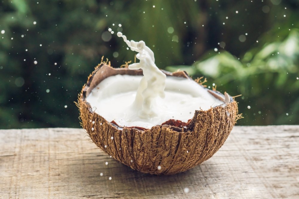 hoek Doorzichtig leeftijd Kokosmelk: drinken uit de kokosnoot