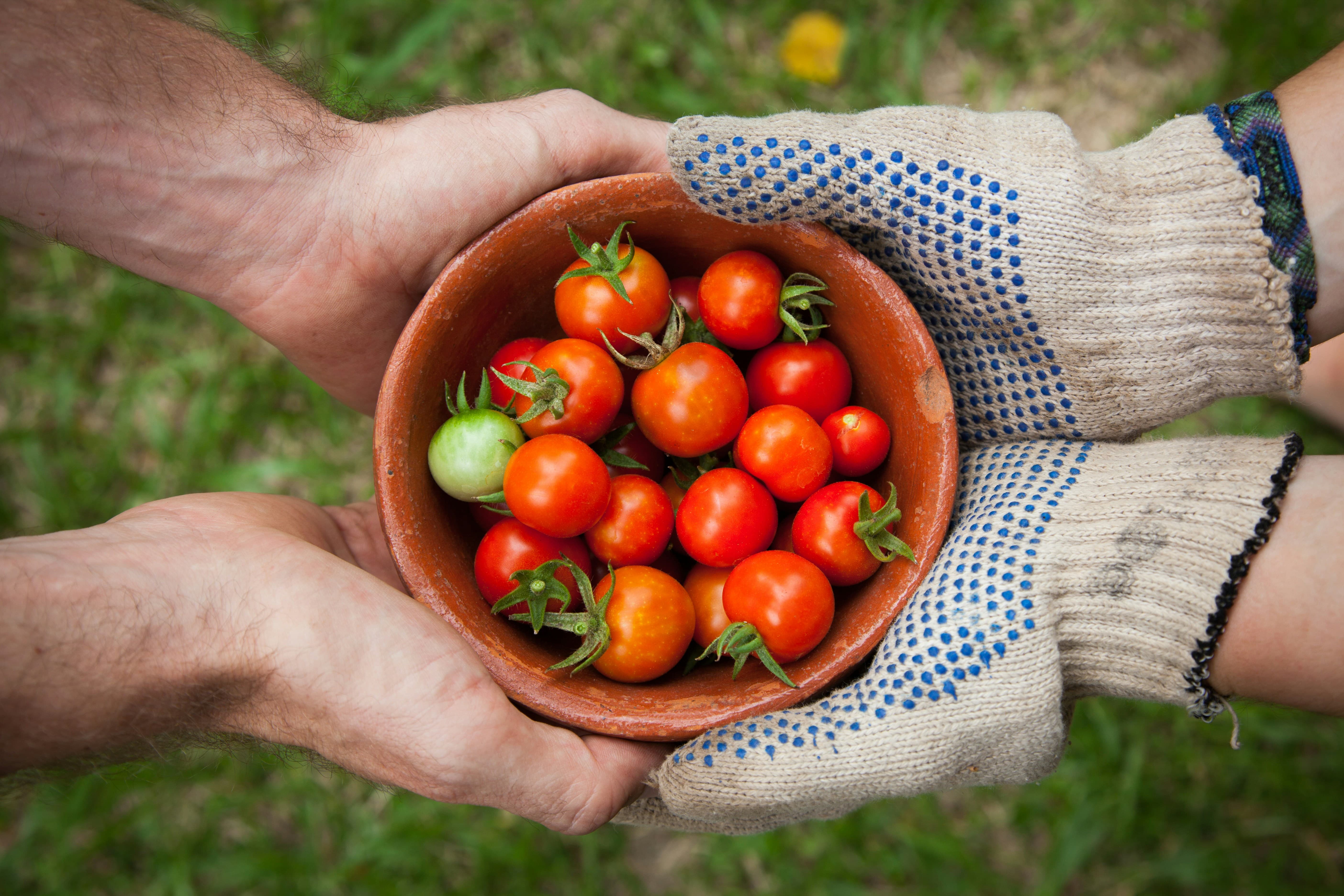 Tomaten zijn nachtschade en bevatten het gezonde stofje lycopeen.